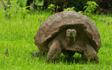 Image. Galápagos Tortoise