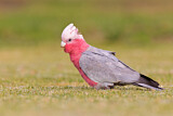 Image. Galah