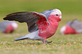 Image. Galah
