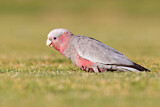 Image. Galah