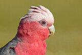Image. Galah