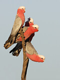 Image. Galah