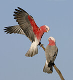 Image. Galah