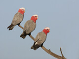 Image. Galah