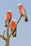 Image. Galah