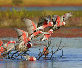 Image. Galah