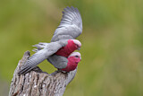 Image. Galah