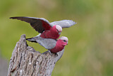 Image. Galah
