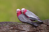 Image. Galah