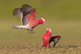 Image. Galah