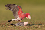 Image. Galah