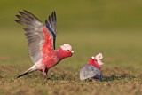 Image. Galah