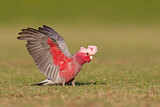 Image. Galah