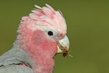 Image. Galah