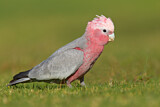 Image. Galah
