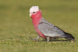 Image. Galah