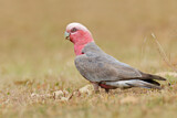 Image. Galah