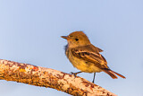 Image. Galapagos Flycatcher