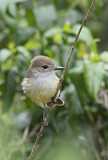 Image. Galapagos Flycatcher