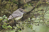 Image. Galapagos Flycatcher