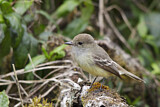 Image. Galapagos Flycatcher