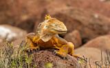 Image. Galapagos Land Iguana