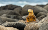 Image. Galapagos Land Iguana
