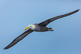 Image. Galapagosalbatros