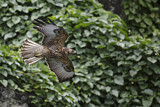 Image. Galapagosbussard
