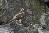 Image. Galapagosbussard