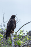Image. Galapagosbussard