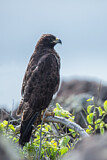 Image. Galapagosbussard