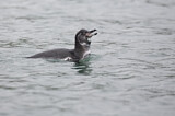 Image. Galapagospinguin
