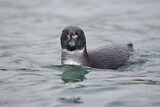 Image. Galapagospinguin