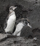 Image. Galapagospinguin