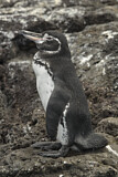 Image. Galapagospinguin