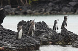 Image. Galapagospinguin