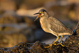 Image. Galapagosreiher