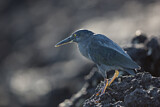 Image. Galapagosreiher