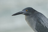 Image. Galapagosreiher