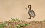 Image. Gambel's Quail