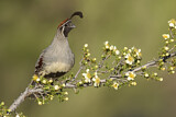 Image. Gambel's Quail