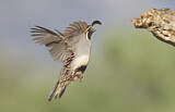 Image. Gambel's Quail