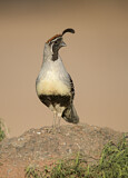 Image. Gambel's Quail