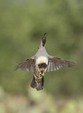 Image. Gambel's Quail