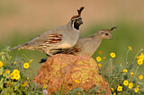 Image. Gambel's Quail