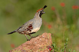 Image. Gambel's Quail
