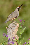 Image. Gambel's Quail