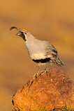 Image. Gambel's Quail