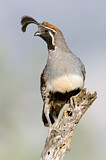 Image. Gambel's Quail